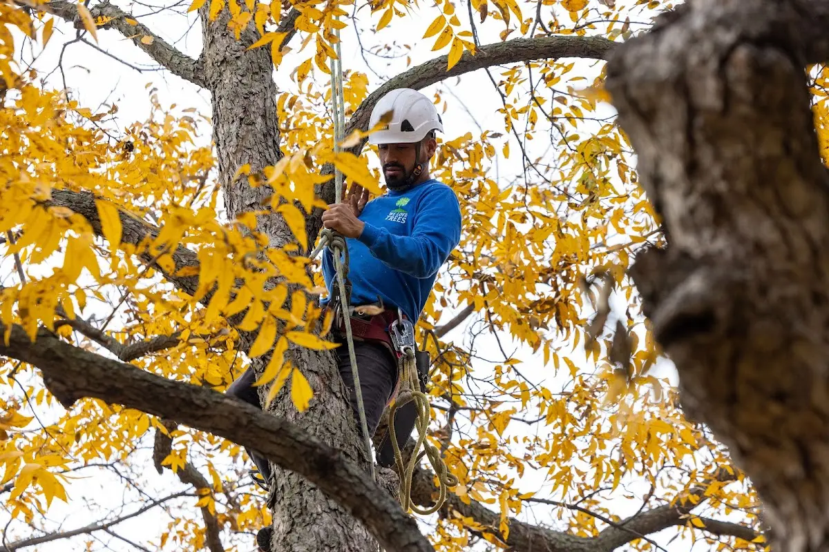 Skilled Storm Damage Cleanup crew working in Lincoln
